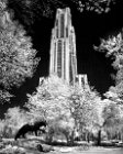 0270BW  Cathedral of Learning Infrared Black and White