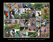 Pittsburgh Avairy  Pittsburgh's National Aviary Collage